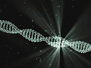 Клетки ремонтируют ДНК с помощью ядерных «пальцев»