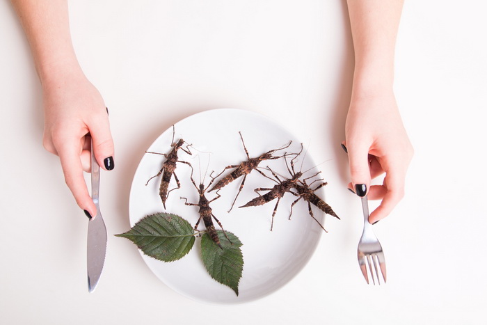 Почему важно беречь сверчков: роль и польза полезного насекомого