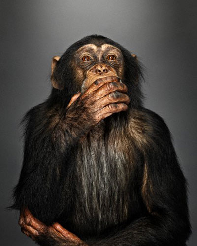 Самоконтроль у обезьян зависит от размеров тела | Наука и жизнь