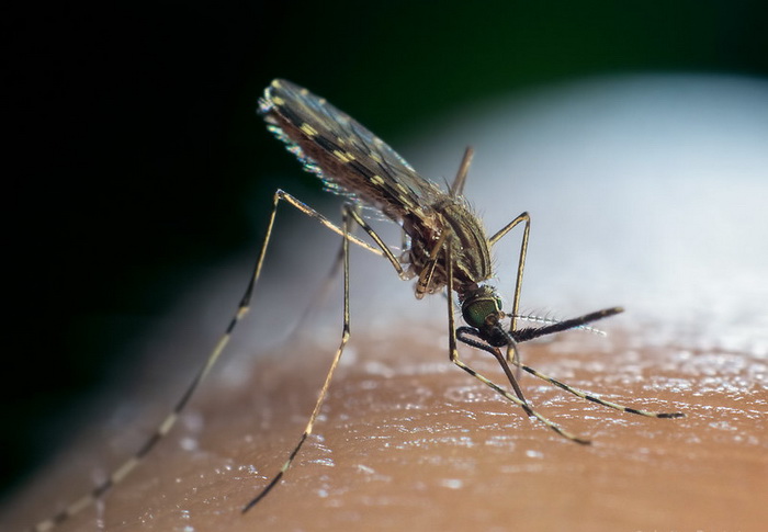 Свет и комары | Наука и жизнь