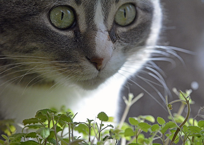 Зачем котики жуют кошачью мяту? | Наука и жизнь