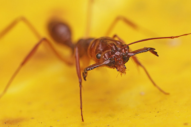 Как муравьи спасаются от муравьиного льва | Наука и жизнь