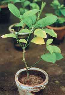 У лимона бока листьев сохнут. Почему? Но само растение чувствует себя хорошо. На рост не влияет?