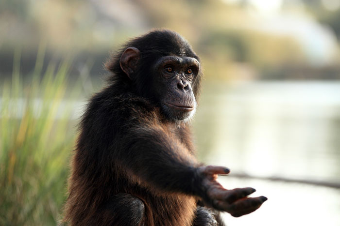 Почему шимпанзе сильнее людей | Наука и жизнь