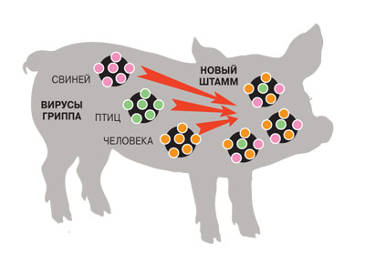 Свиной грипп: чем опасен для человека, возможные последствия и осложнения, как не заразиться
