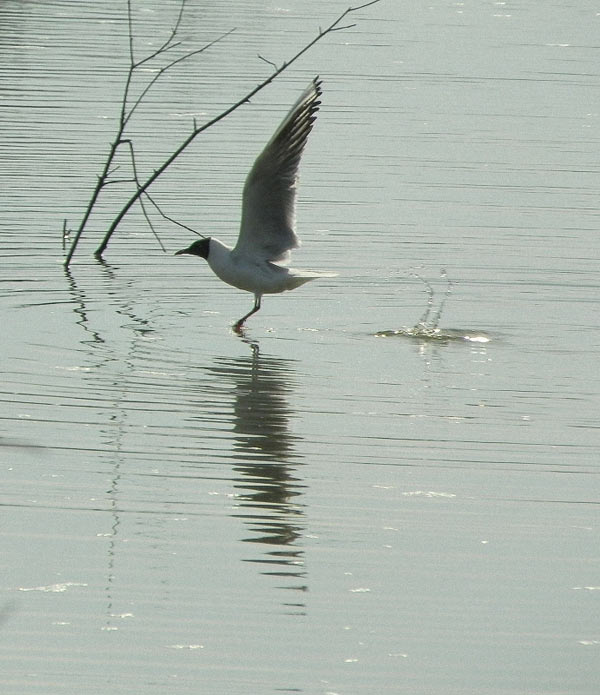 Озерная чайка взлетает с воды.