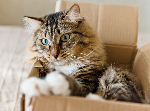 😺Почему кошки так любят коробки | Нос, хвост, лапы | Дзен