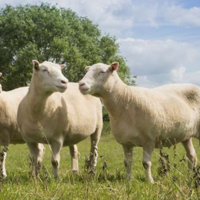 Клонированные овцы стареют, как обычно