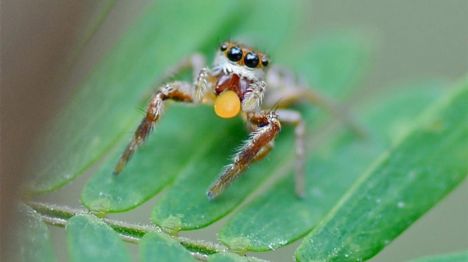 Вегетарианцы ли пауки? | Наука и жизнь