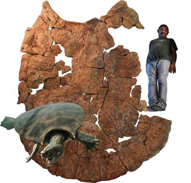 Большая Черепаха Фото