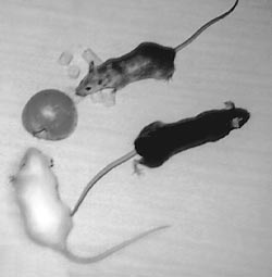 Чистая линия мышей. Линейные мыши. Бывают ли черные мыши. Скрещивание черных мышей с белыми. Мышка чёрна белая настоящая.