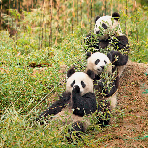 Травоядный хищник, или Как большие панды приспособились к бамбуку | Наука и  жизнь