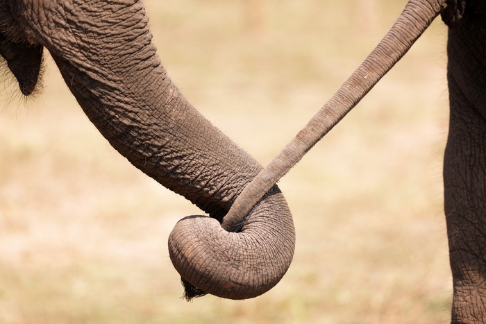 Хобот слона: причина похожести с людьми и роль в спаривании
