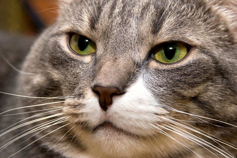 Кошкам морда не помеха | Наука и жизнь