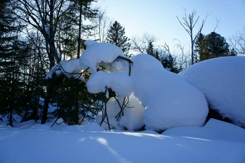 День снежного сугроба. Причудливые сугробы. Снежные скульптуры в лесу. Снежные сугробы. Зимние причудливые сугробы.