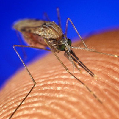 Нанотехнологии помогут справиться с малярией 