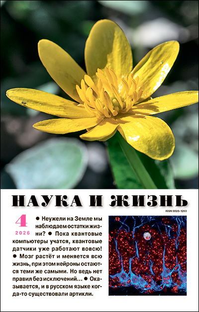 Обложка журнала «Наука и жизнь» №04 за 2026 г.