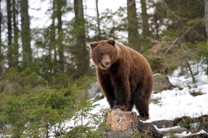 Как медведи реагируют на теплую зиму? | Наука и жизнь