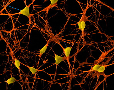 Где у нейронов прячется память | Наука и жизнь