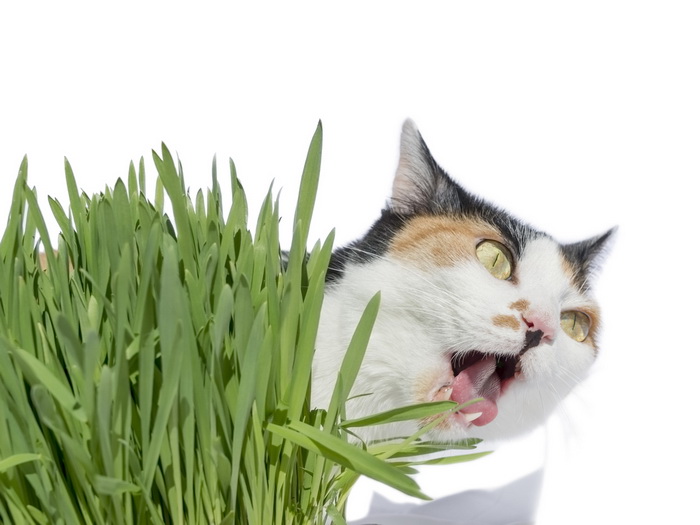 Трава и кошки | Наука и жизнь