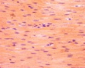 Smooth Muscle L S (1)