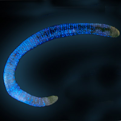 Светящийся червь. Fridericia heliota. Светящийся червь fridericia heliota. Прочитайте статью тайна светящегося червя. Светящиеся кольчатые черви.