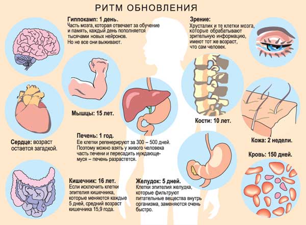 Ученые: больше половины ваших клеток - не человеческие