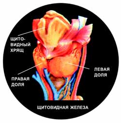 ДИЕТА ДЛЯ ЩИТОВИДНОЙ ЖЕЛЕЗЫ
