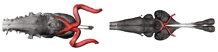 мозг хамелеон геккон.jpg