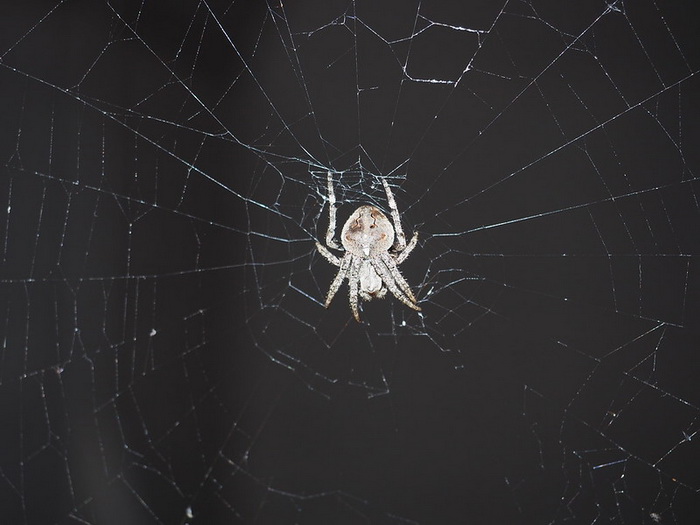Расширенное познание паука: паутина как продолжение разума