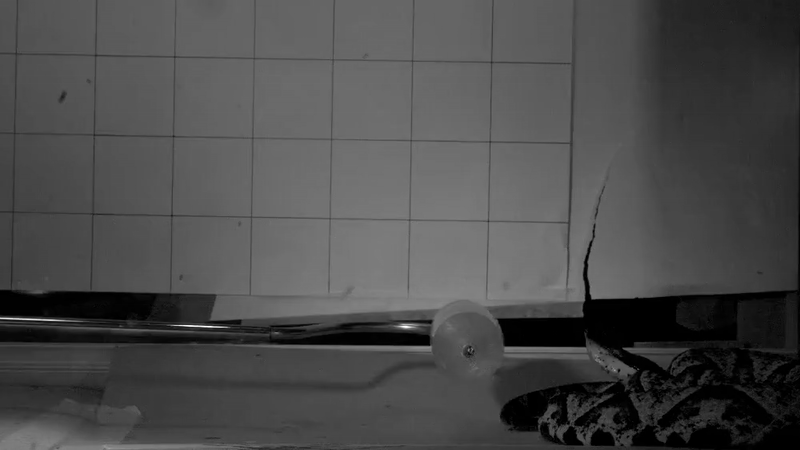 китайский щитомордник.gif китайский щитомордник.gif