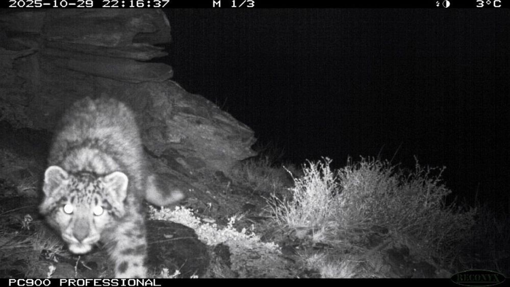 муся и котята 2.jpg