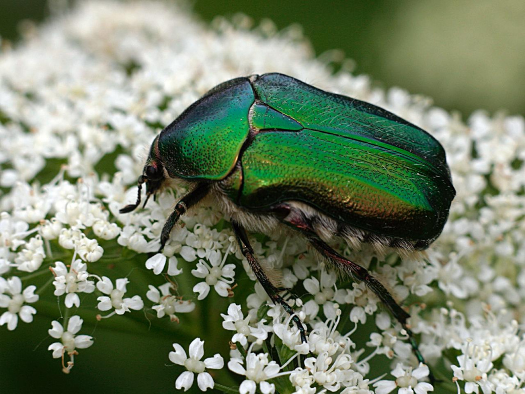 Бронзовка Cetonia aurata. фото - Сергей Лапа