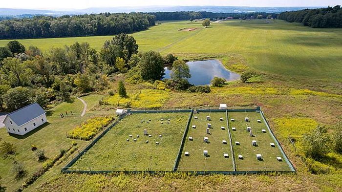 мышиные поля.jpg