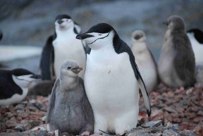 антарктические пингвины.jpg