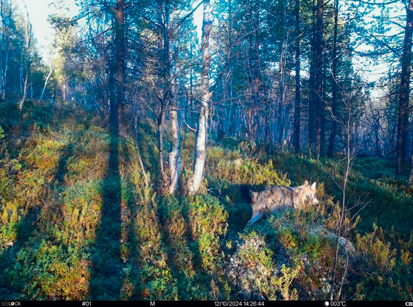 046_4.jpg