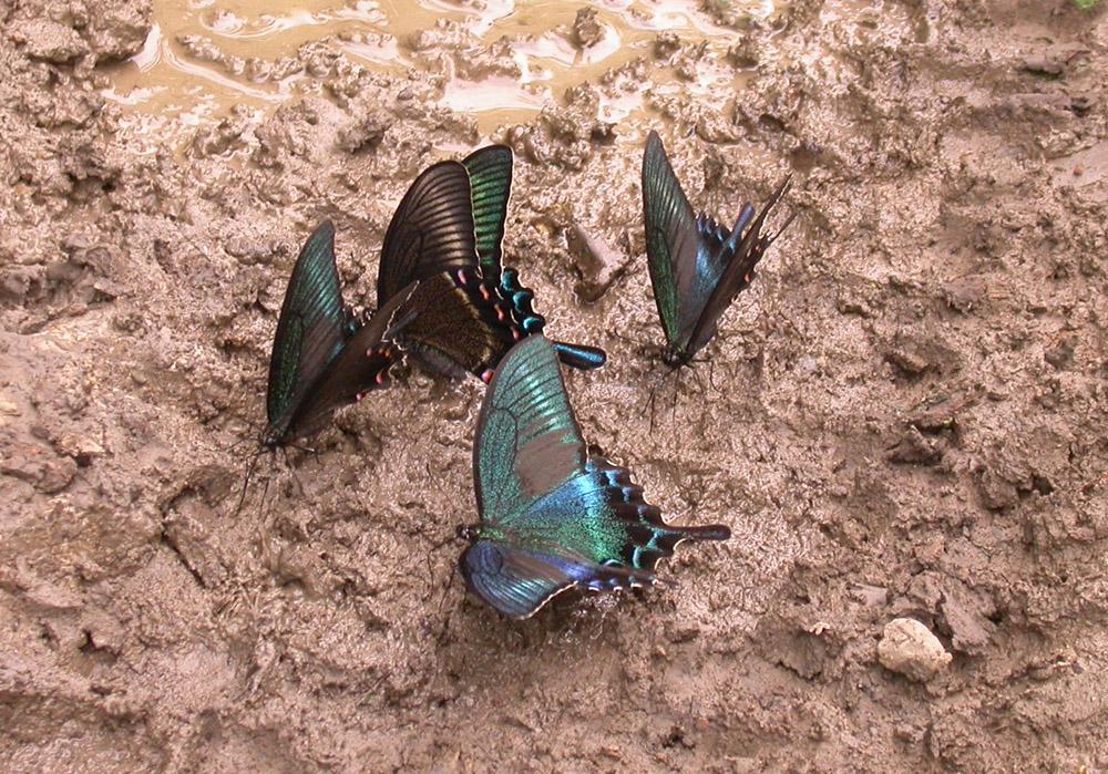 Парусник Маака Papilio maackii mm in nature_Заповедное Приамурье.jpg
