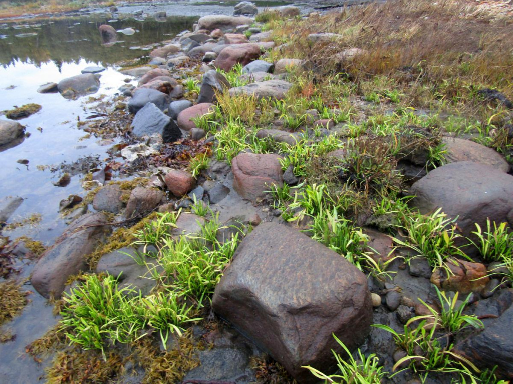 Сообщество морской астры в губе Мокрая.jpg
