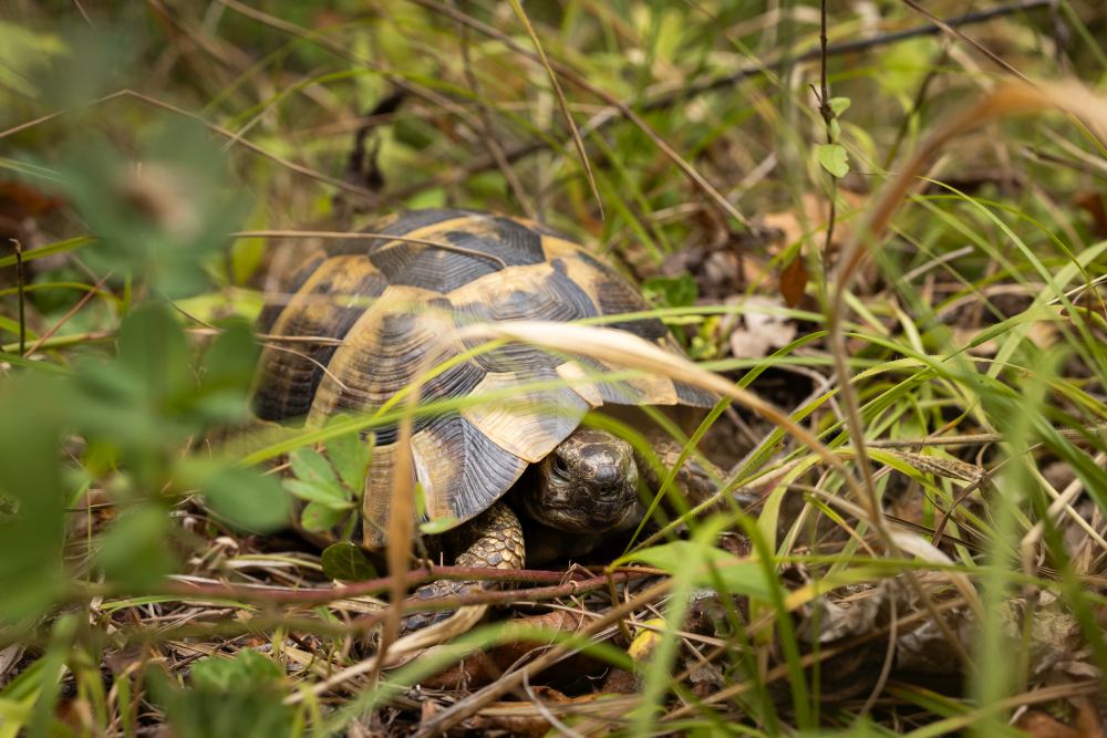 turtleman.jpg