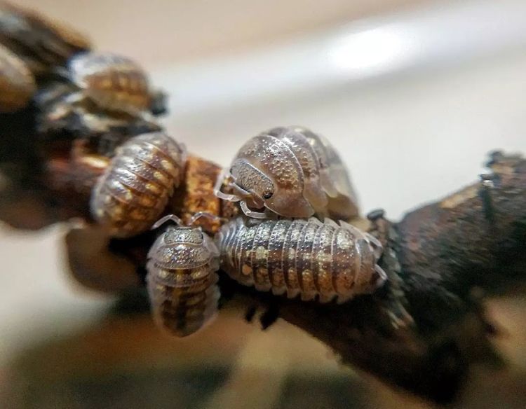 Armadillidium granulatus.jpg