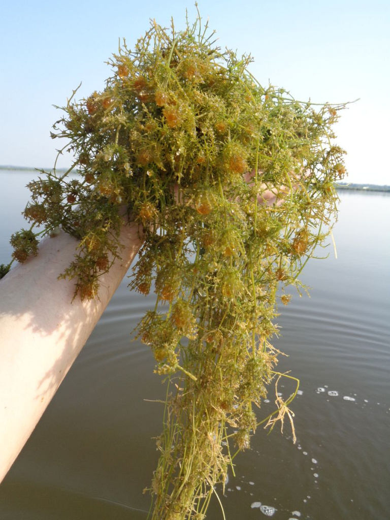 Хара (Chara globata) в лиманах Приазовья .JPG