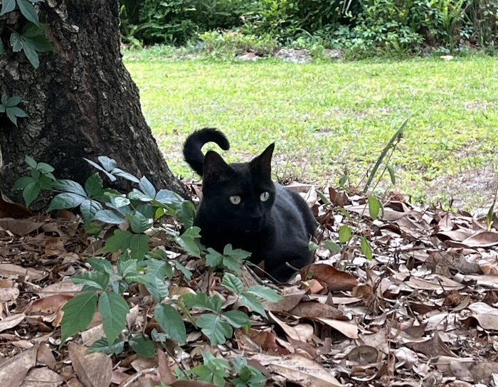 котик вирус.jpg