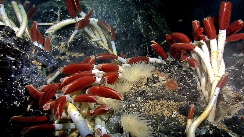 Riftia_tube_worm_colony_Galapagos_2011_low.jpg