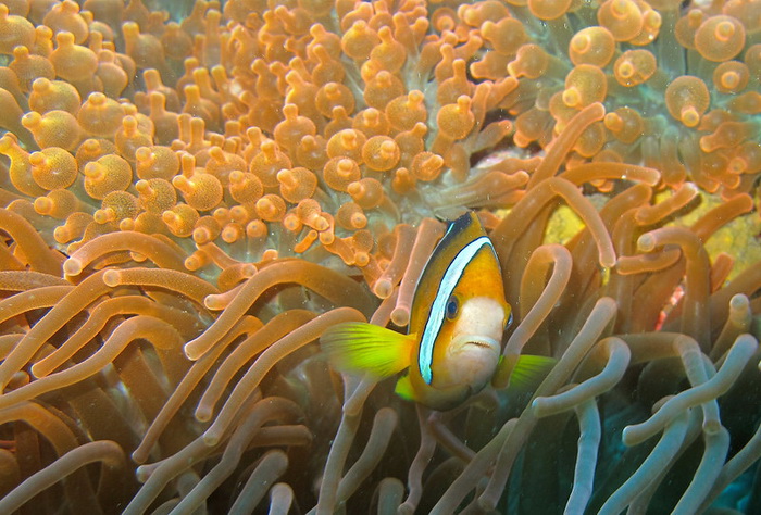 клоун актинии.jpg клоун актинии.jpg