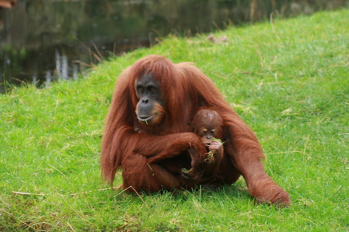 орангутаны еда.jpg орангутаны еда.jpg