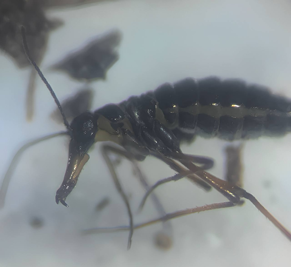 ледничник Boreus chadzhigireji. Фото Алексей Дыган