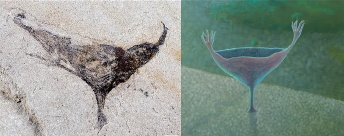 Haootia.jpg Haootia.jpg