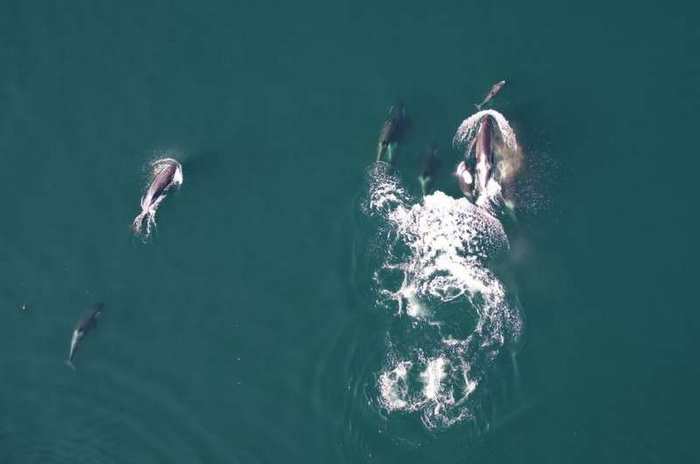 дельфин косатки.jpg