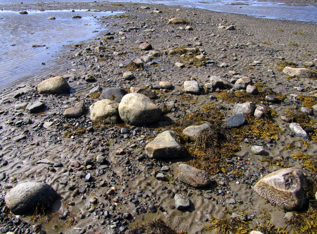 Водоросль фукус пузырчатый на литорали Онежского залива.jpg
