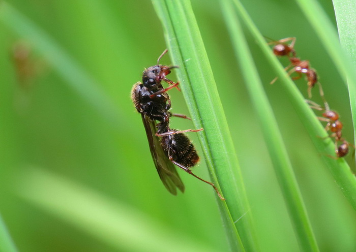 муравьи.jpg муравьи.jpg